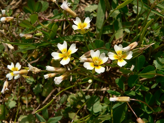 {Leavenworthia exigua var. exigua}